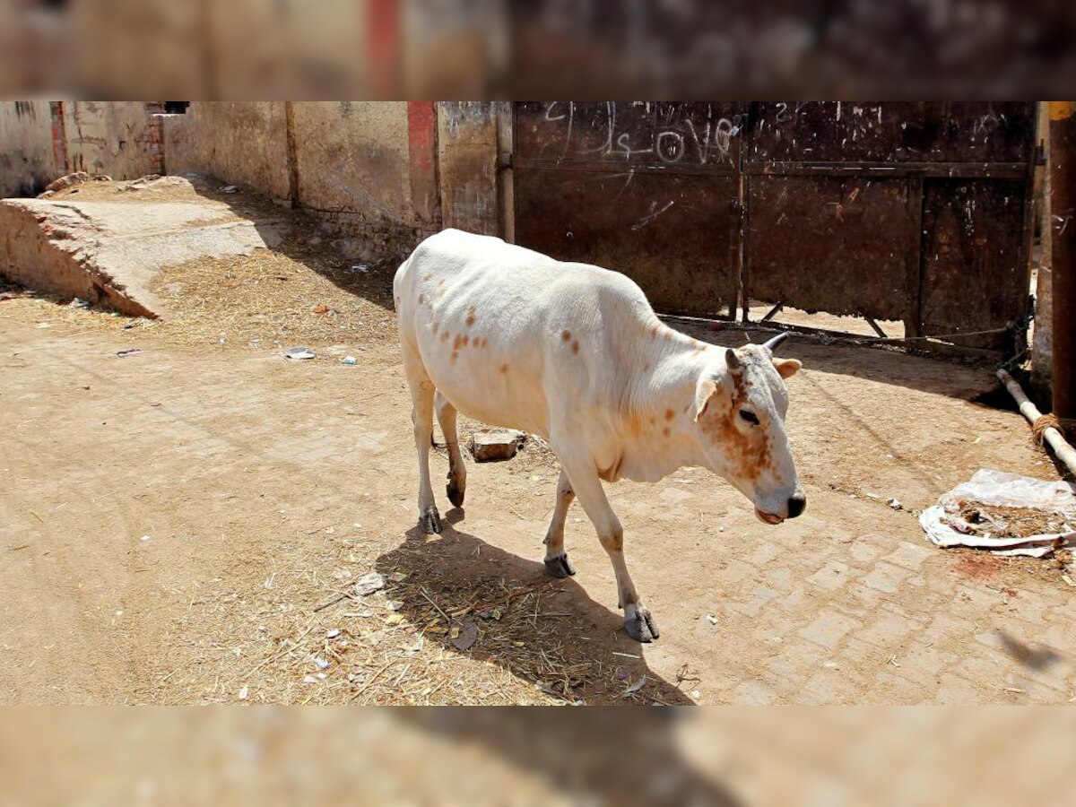 Delhi: 22 cows found dead at a dairy in Burari