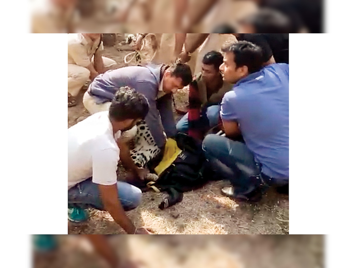 Leopard killed in hit-and-run on Ahmedabad highway at Talasari