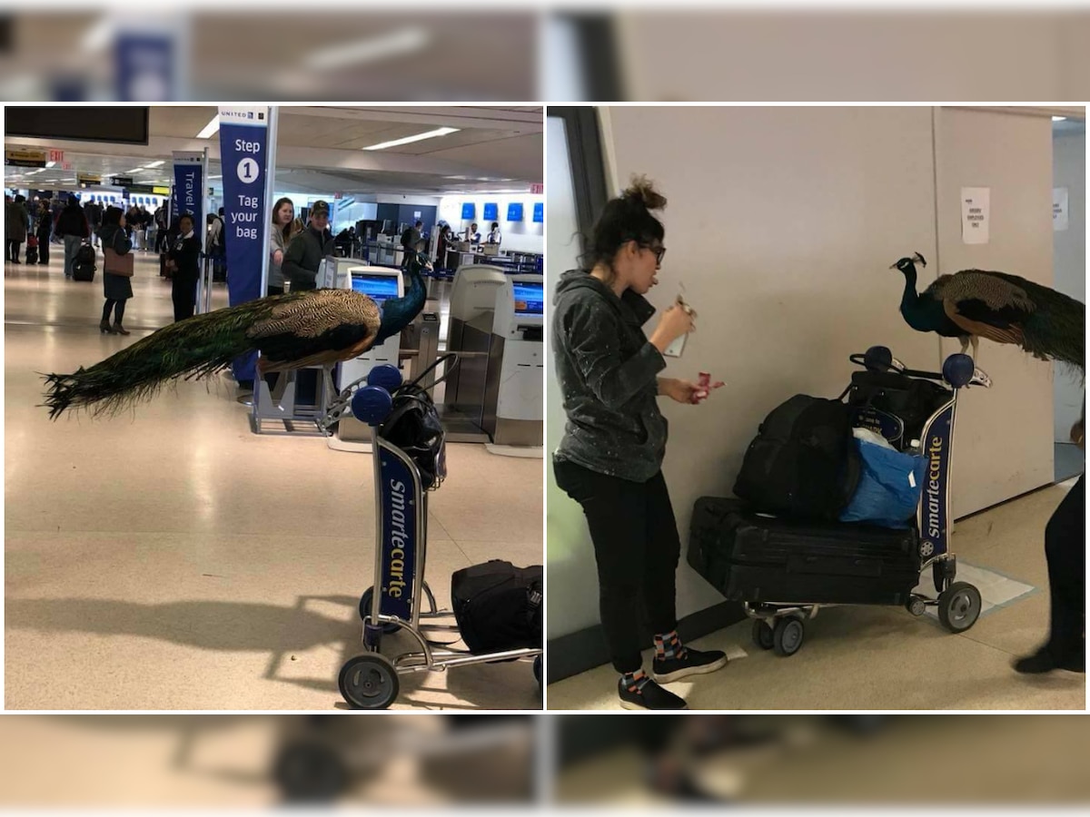 Ye dil maange no ‘mor’? United Airlines ‘grounds’ peacock for not meeting guidelines
