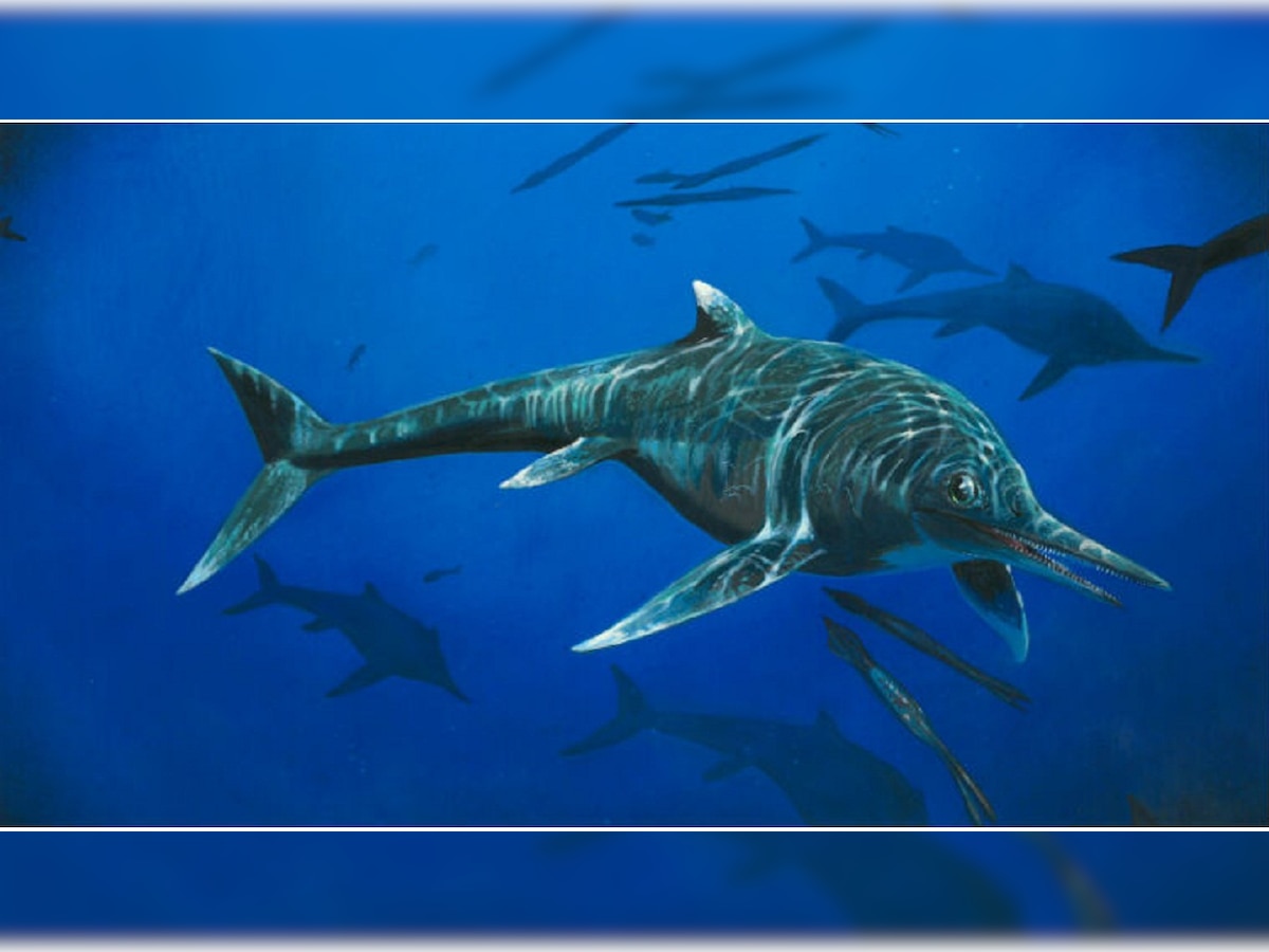 Rare 200 million-year-old ichthyosaur species discovered