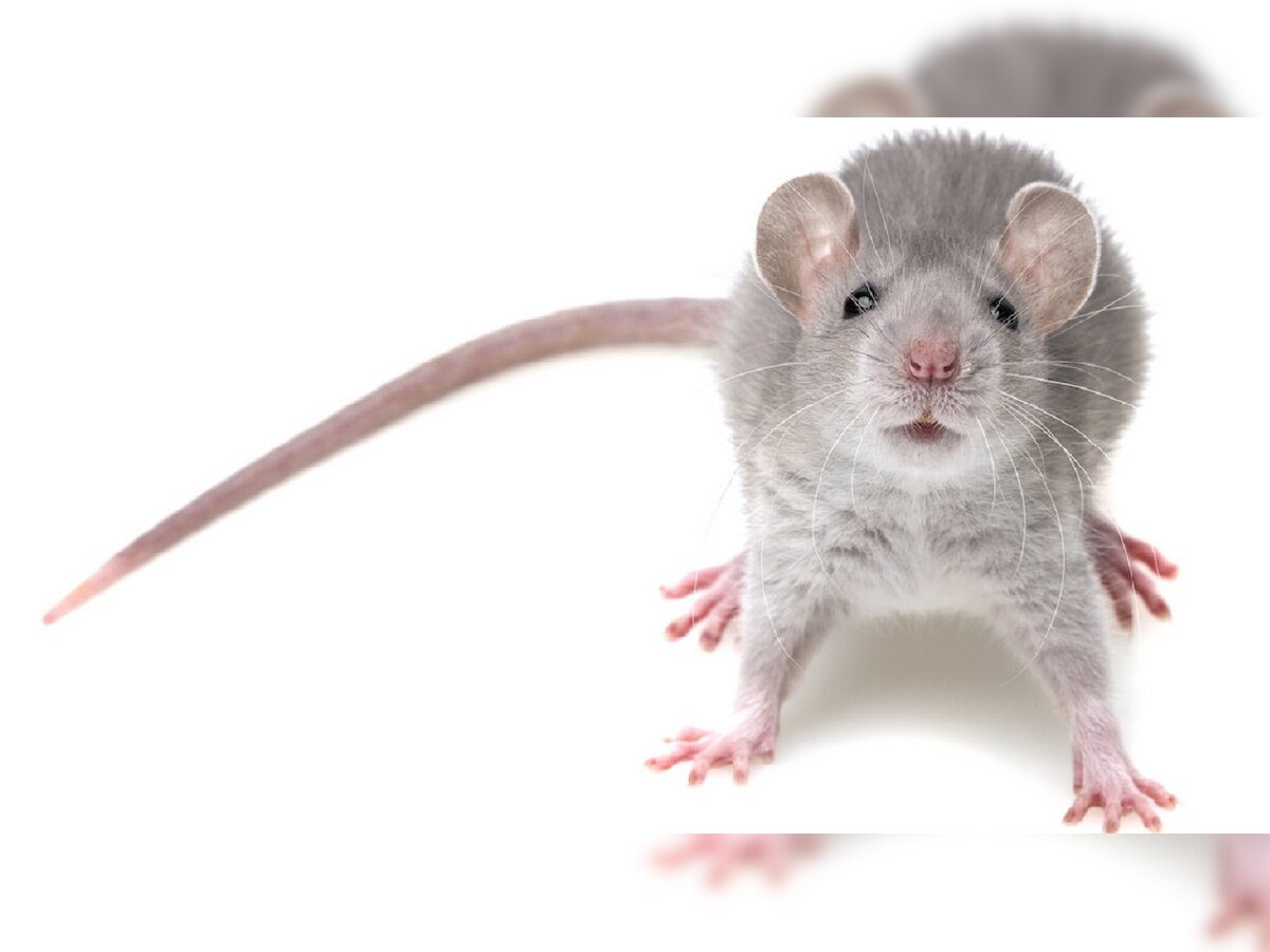 Cellphone radiation linked to tumours in rats