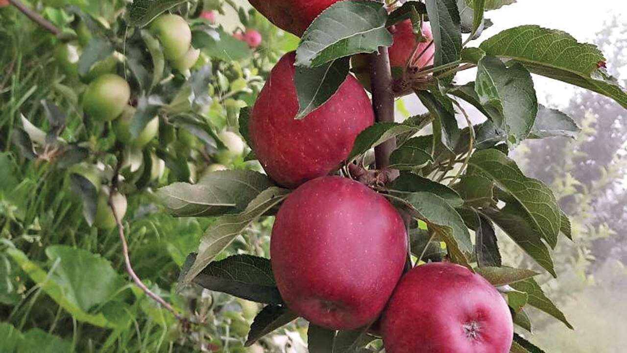 Kashmiri apple all set to get a French makeover