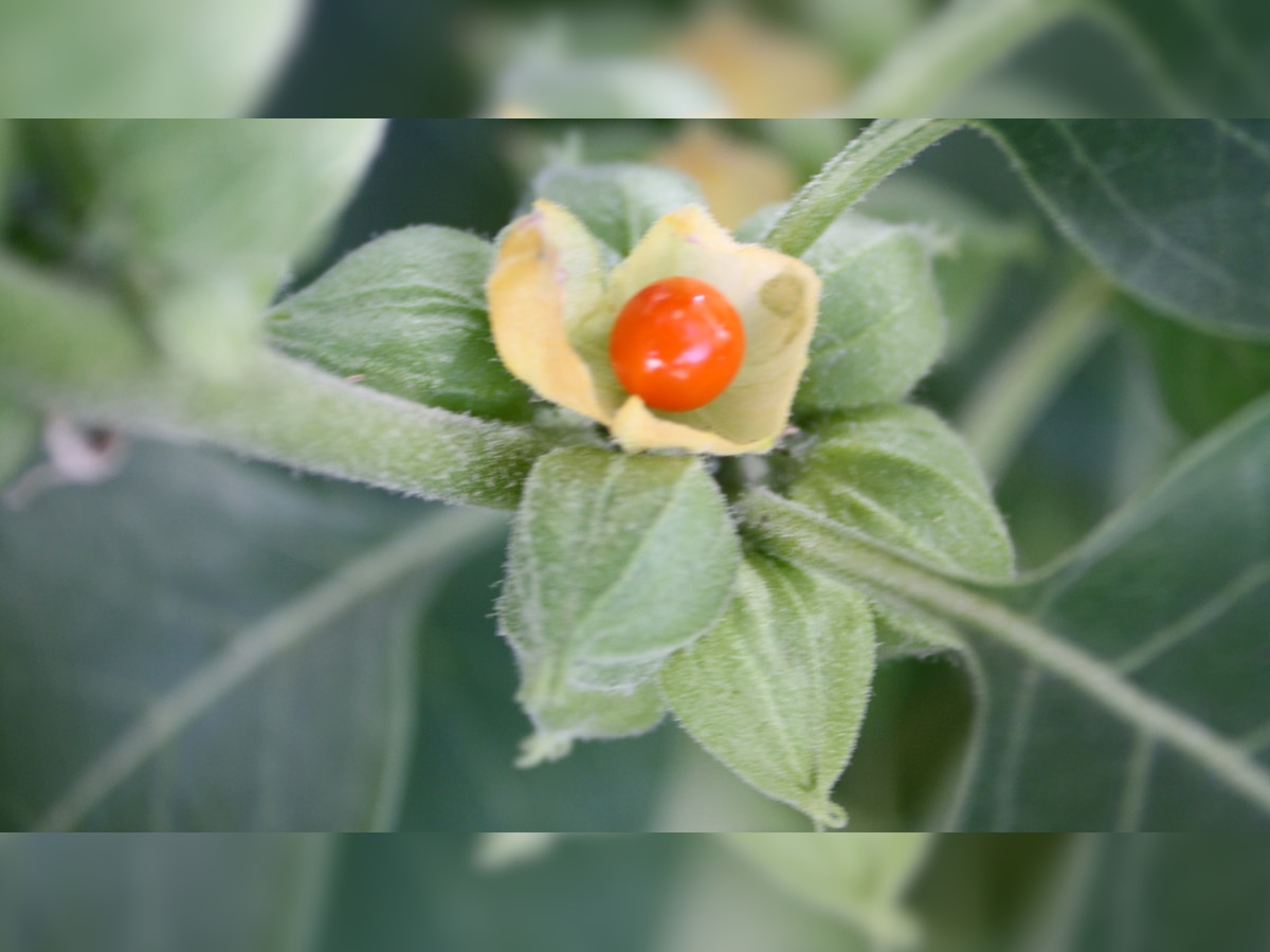 Ashwagandha: The Wonder Herb 