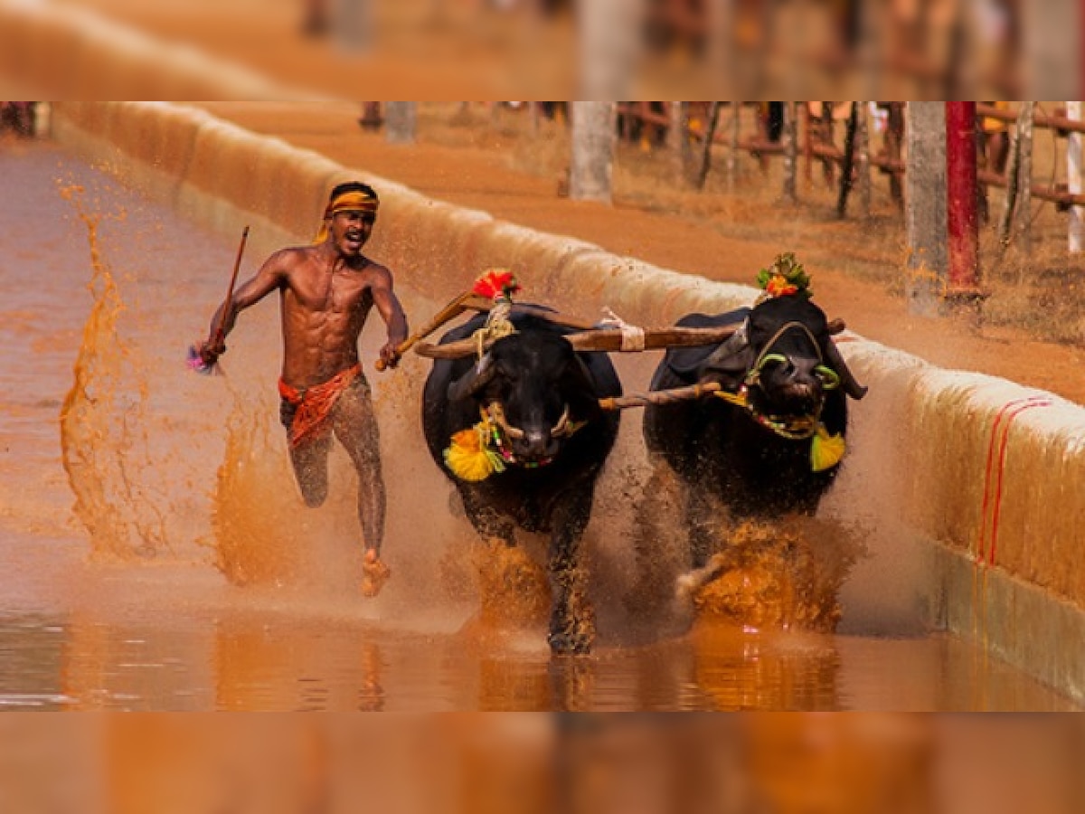 No Kambala buffalo race in Karnataka as SC refuses to grant interim stay