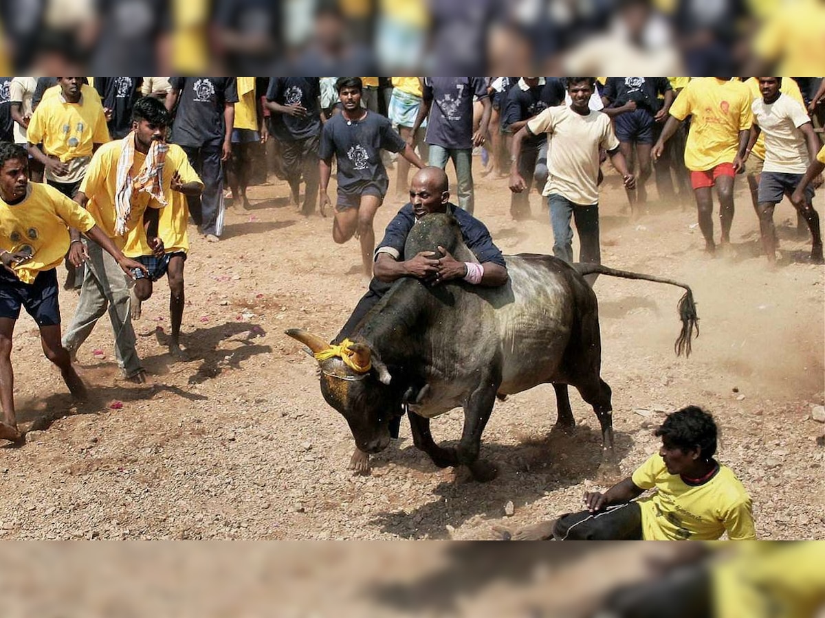 Tamil Nadu health minister C Vijaya Baskar's 'jallikattu' bull dies after crashing into a wall