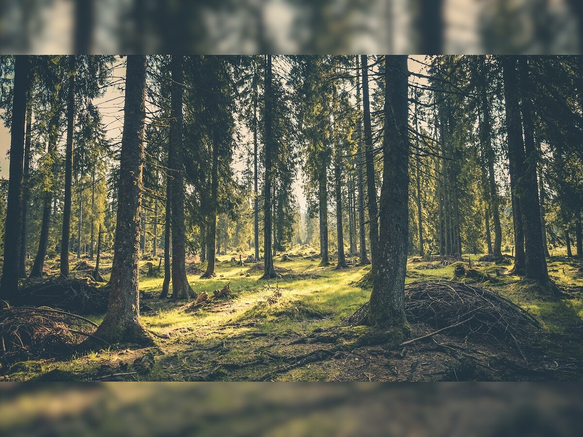 New system allows drones to navigate forests and cities