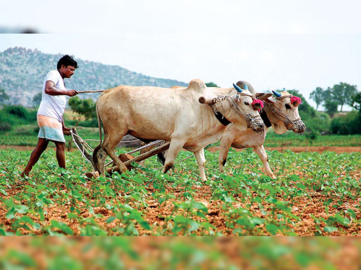 MSP scheme better than farm loan waiver: SBI research report