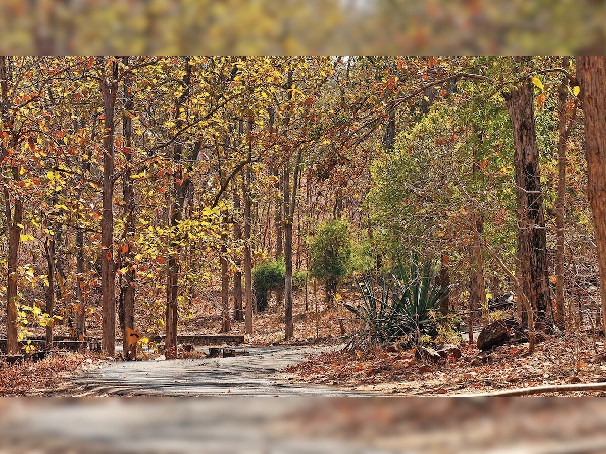 India's forest cover up by 1% over last 3 years
