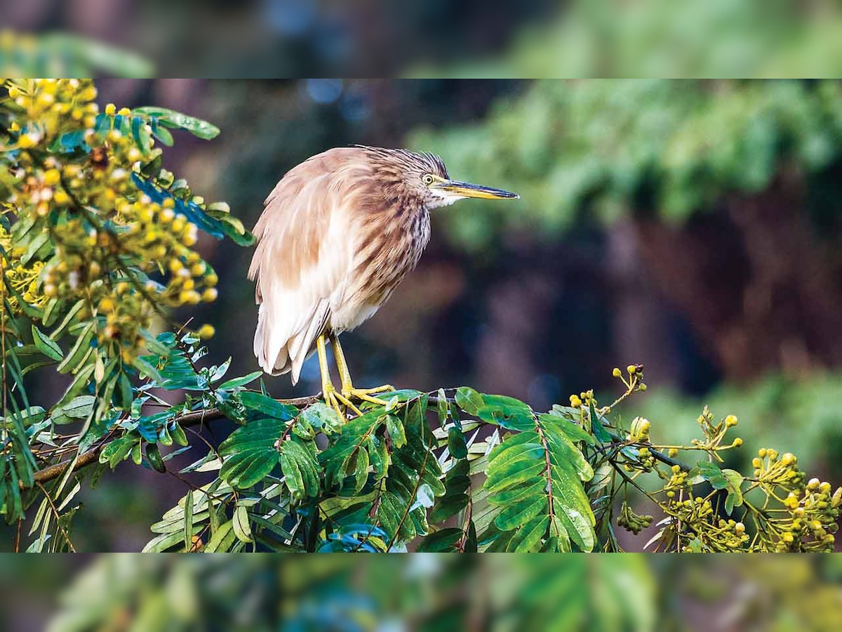 Have a large campus? Register to count your birds