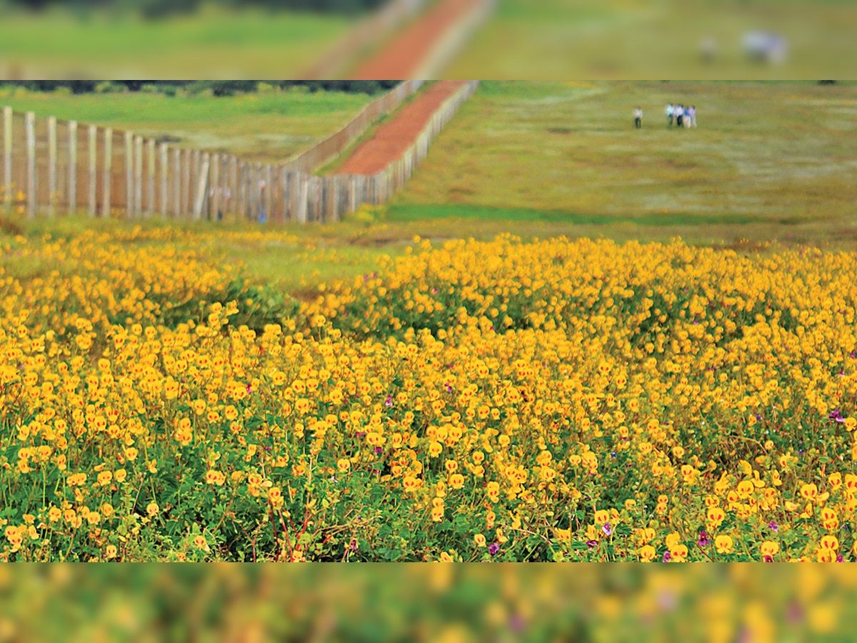 Maharashtra to get another 'plateau of flowers'