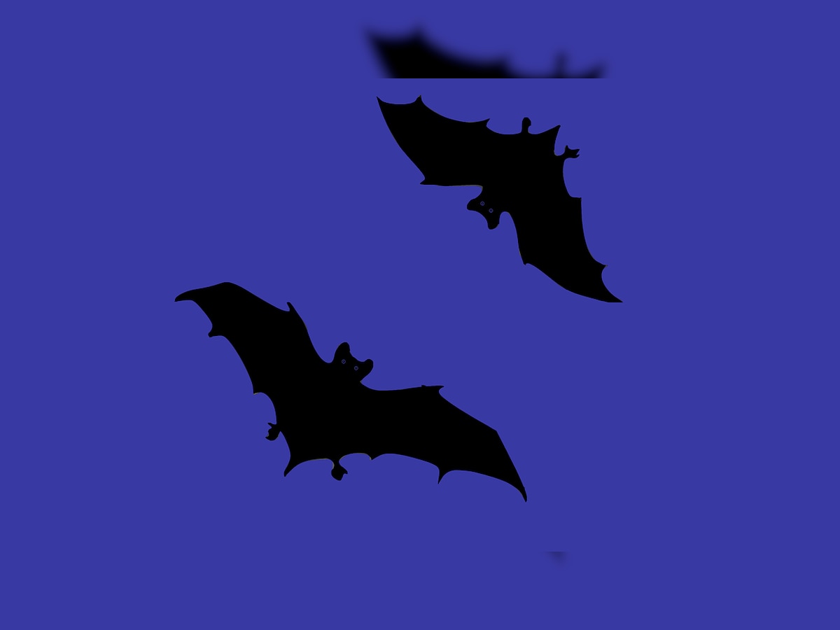 Humans can use sound to 'see' like bats, claims study