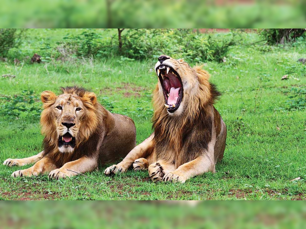 184 Asiatic Lions dead in two years: Gujarat govt