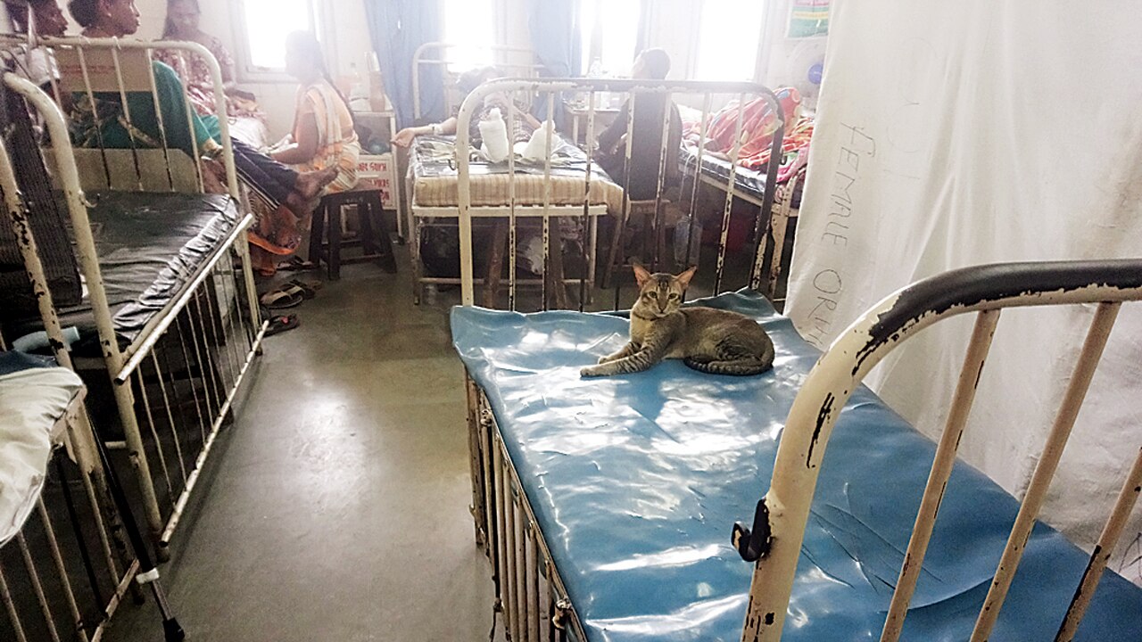 In Sion Hospital, cats are seen more frequently than ward staff
