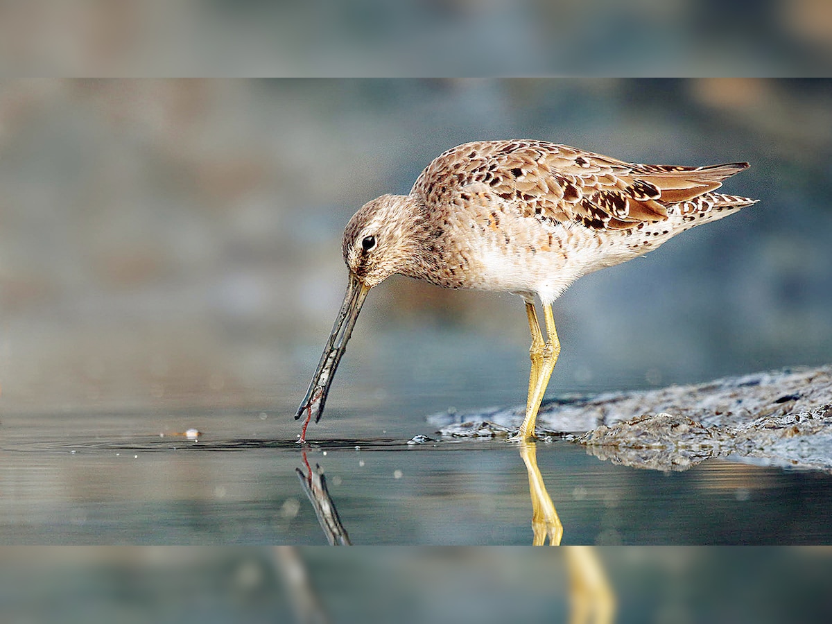 Dowitcher bird attracts birdwatchers at Bhandup Pumping Station