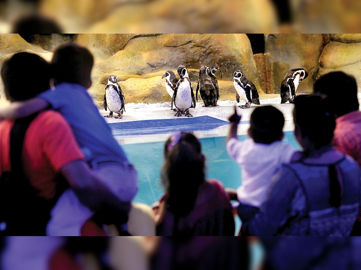 Penguins, selfie points are main attractions at Byculla Zoo this year