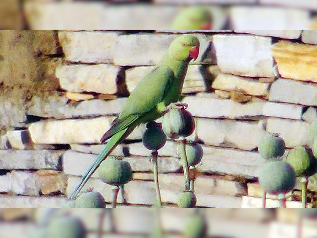 Rajasthan: Doped parrots strike fear into opium farmers