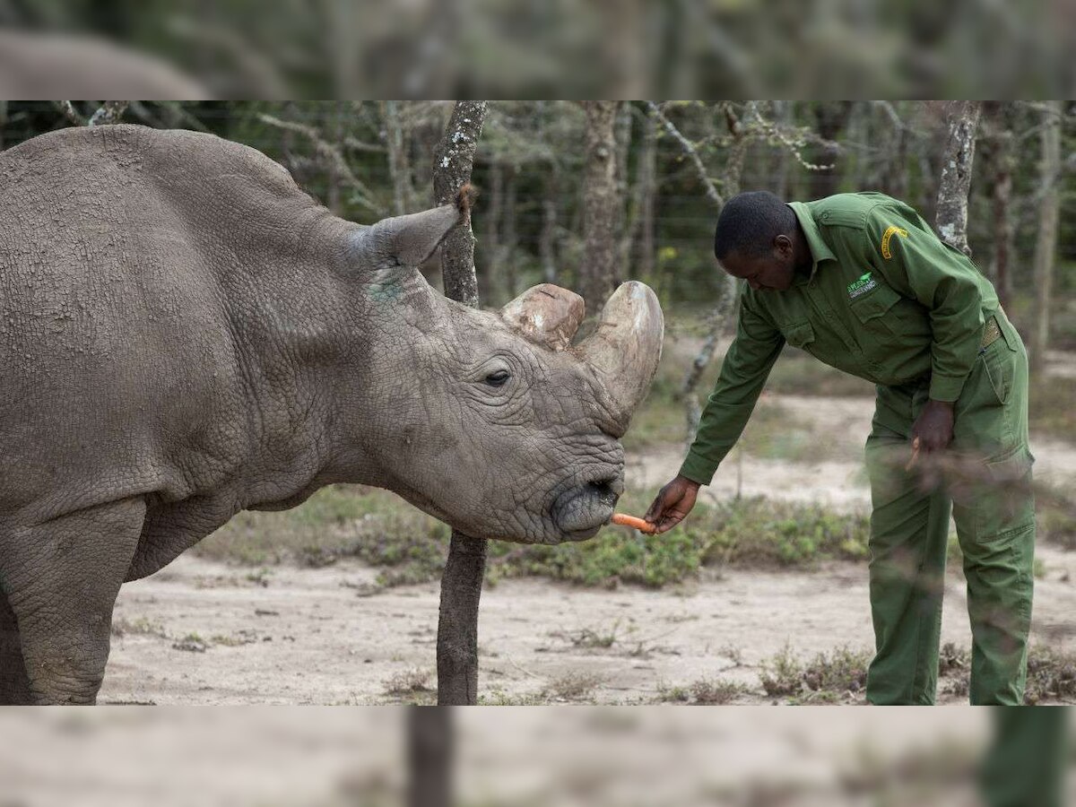 Last great white male rhino dies aged 45; Conservancy stores genetic material hoping to clone future rhinos