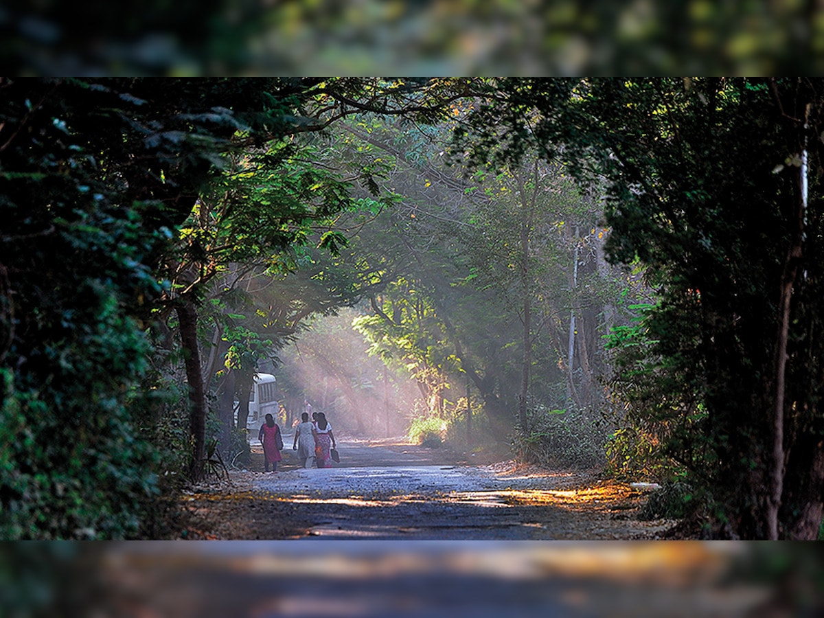 Environmentalists on alert as builders eye Aarey colony