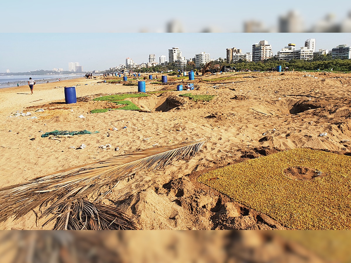 Methi cultivation threatens marine life at Versova beach, say experts