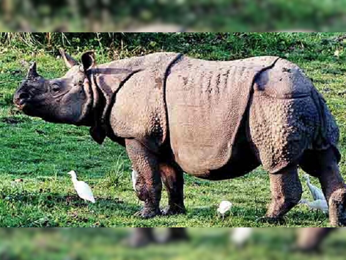 Assam: Kaziranga National Park starts two-day Rhino census exercise