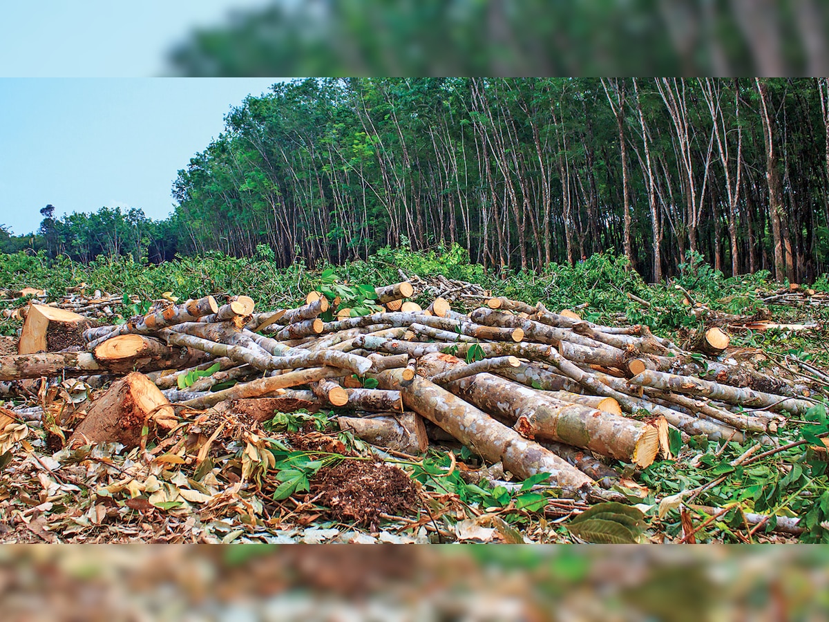 Government must take a relook at its forest policy