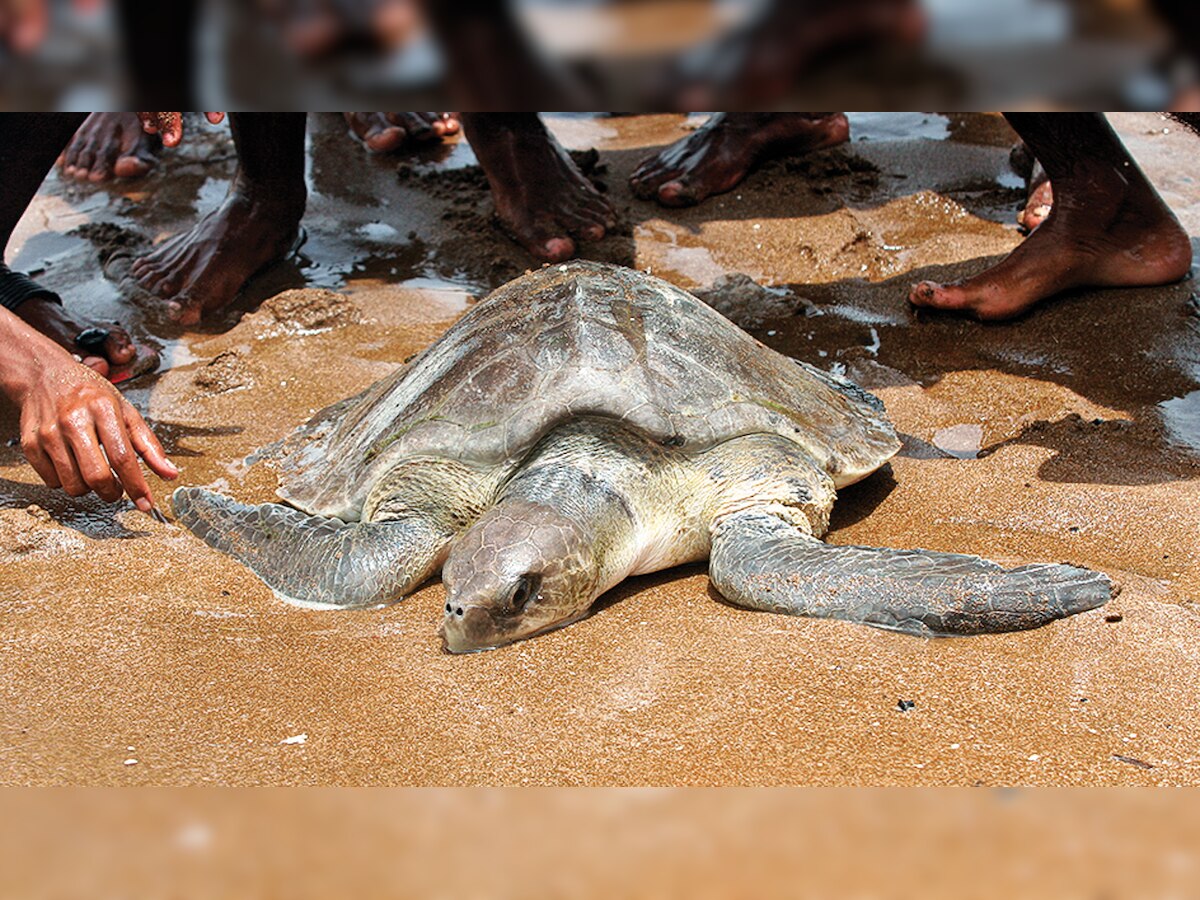 Mangrove cell to set up make-shift centre for rescued marine animals in Versova