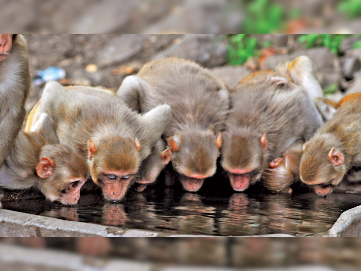 Uttar Pradesh: Mysterious deaths of 100 monkeys in a week baffles villagers