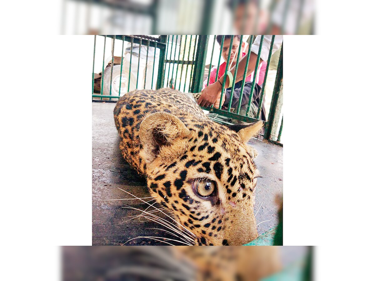 Rescued 10-mth-old leopard cub could be caged forever