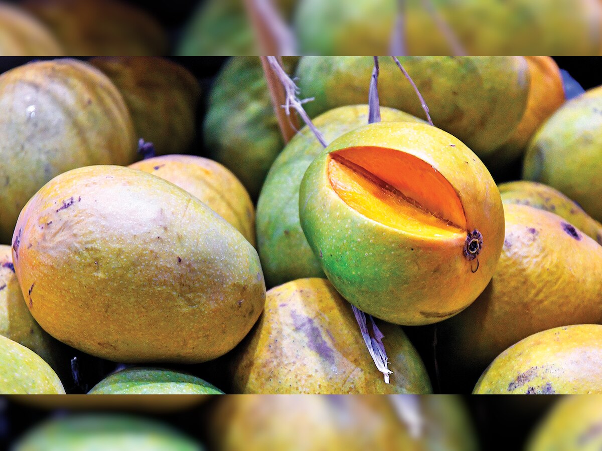 Mango business in Mumbai