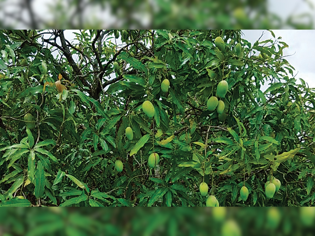 Desai Bandhu Ambewale- Three Generations of selling mangoes