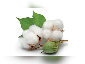 In Rajasthan Despite ‘heat’, Bt Cotton basks
