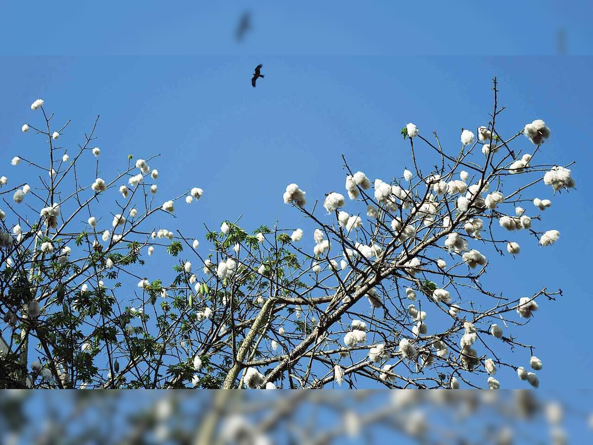 Swadeshi Jagaran Manch rejoice as Delhi HC denies BT cotton patent to Monsanto