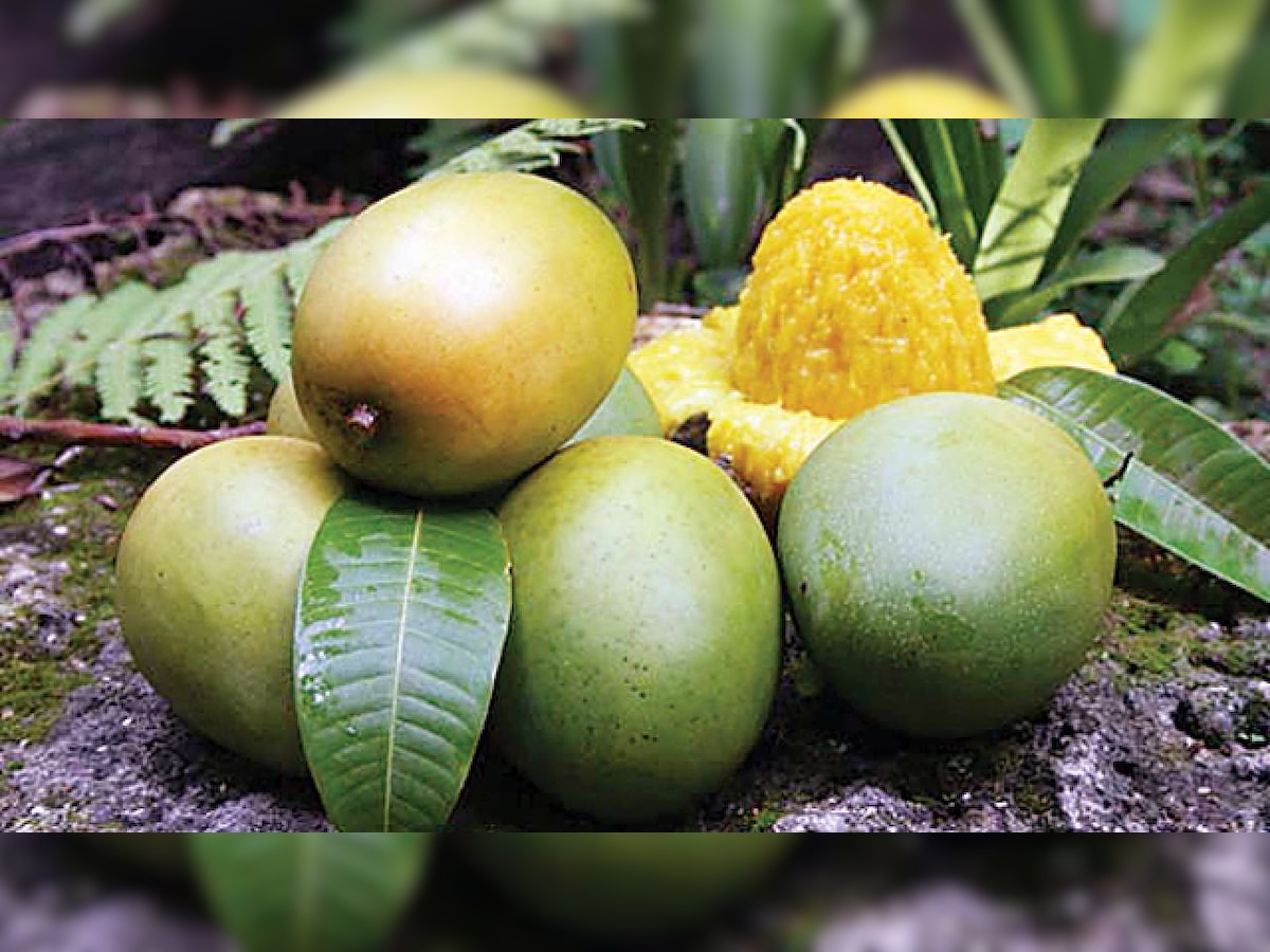 Alphonso, Chaunsa, Langra and Kesar - India gears up for mango season 