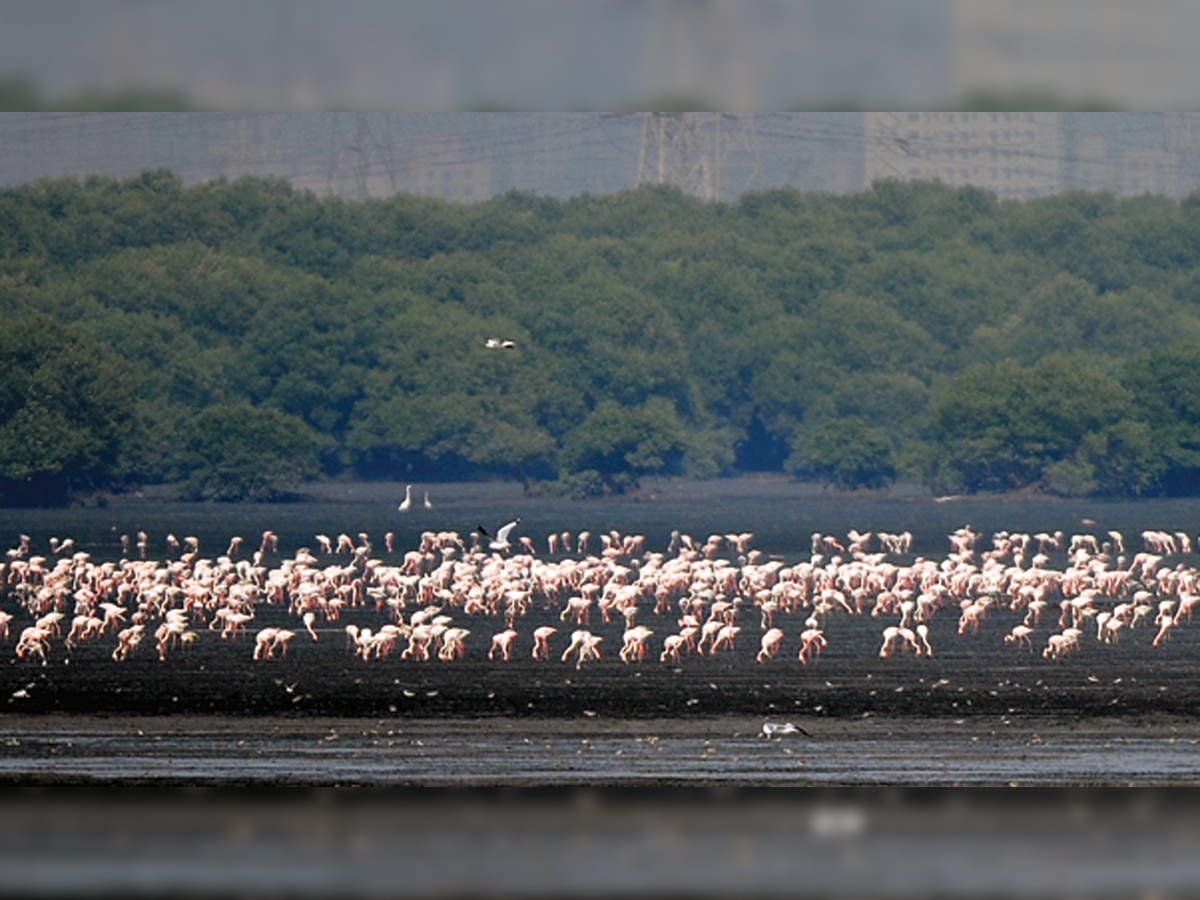 Flamingo safari rakes in Rs 6.70 lakh in over two months