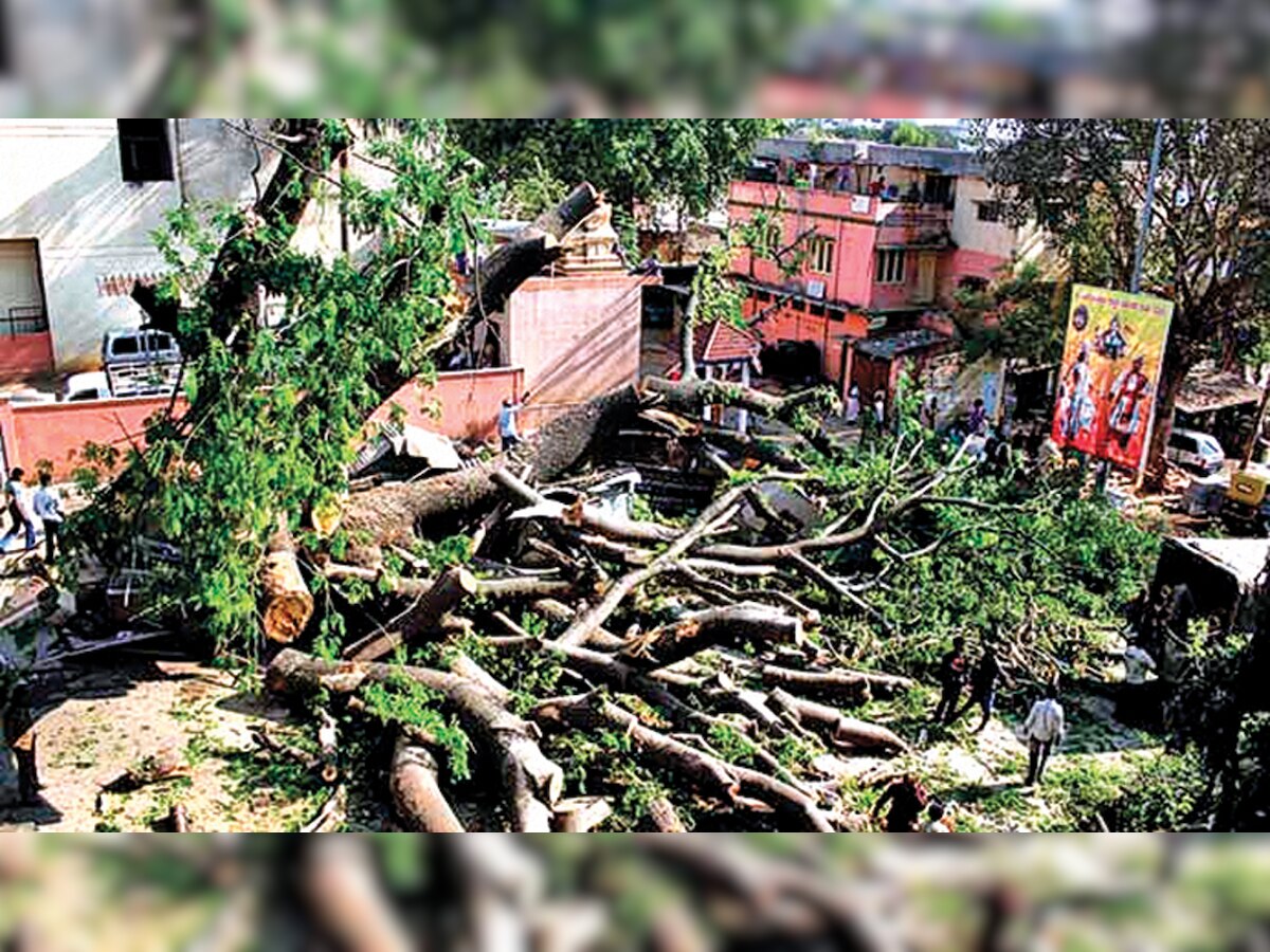 Mumbai: Tree felling allowed with riders