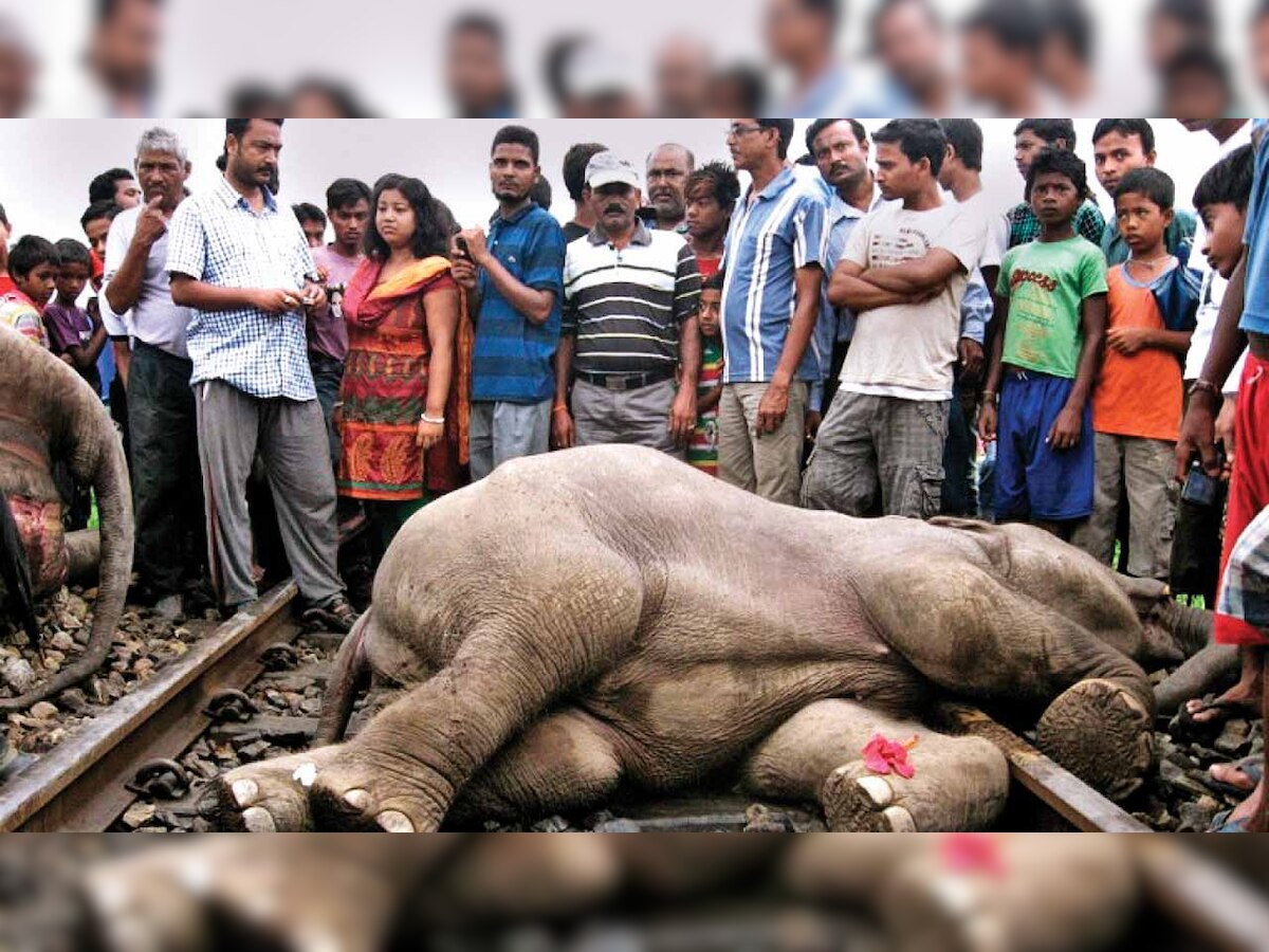 Wildlife body clears another rail line through Ratapani sanctuary