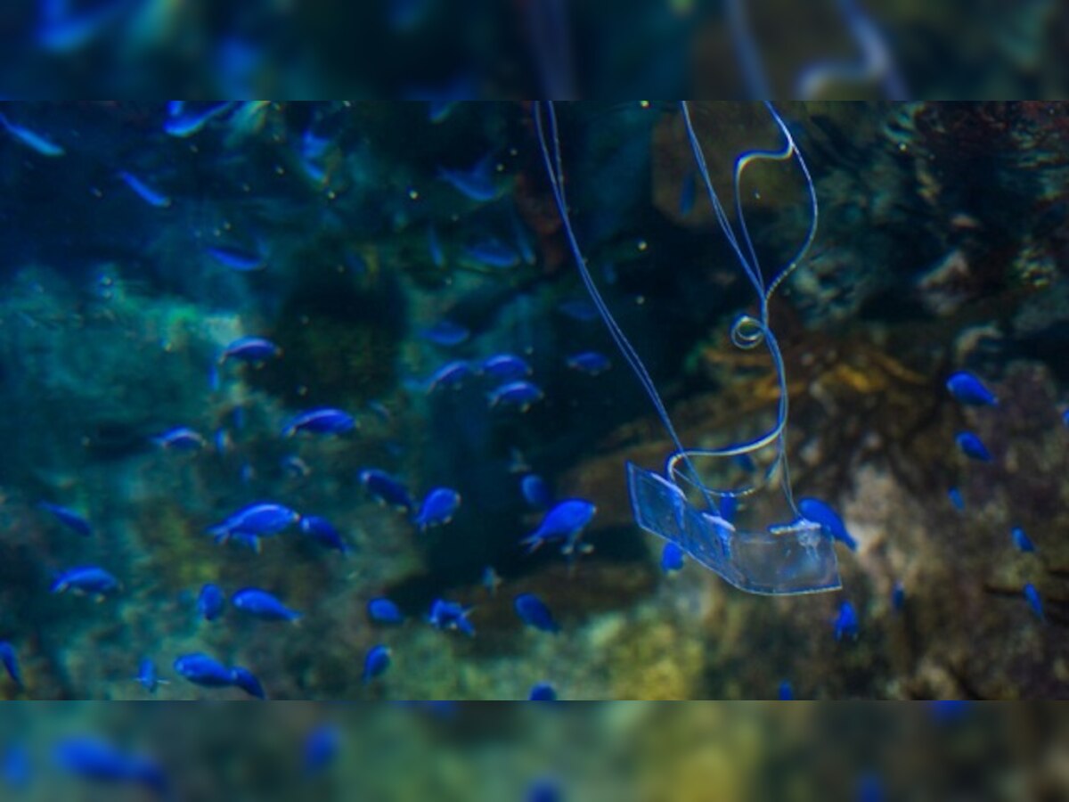 Transparent eel-like soft robot can swim silently underwater