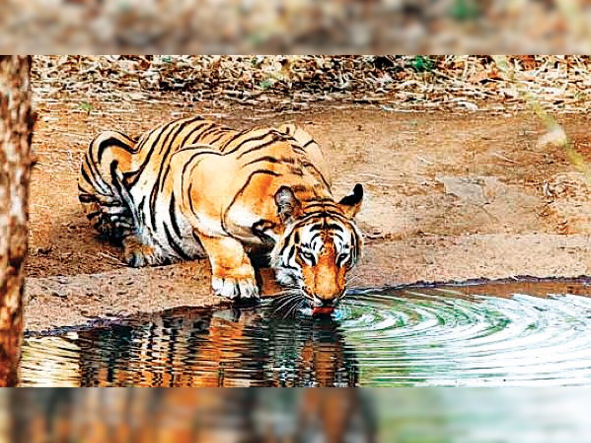 MoEF to inspect road site in tiger corridor