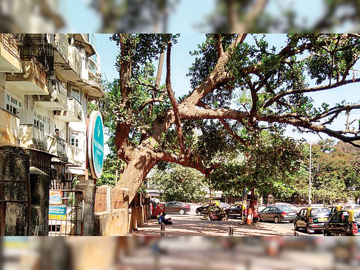 Citizen writes to BMC to tend to trees on private compounds