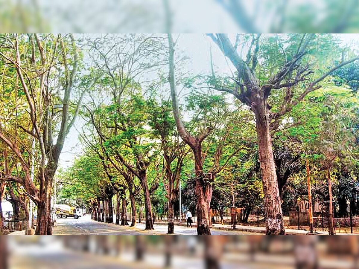 Mumbai: Green activists raise doubts over increase in trees