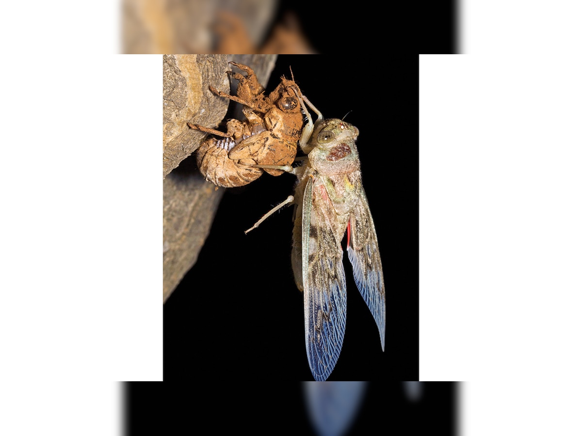 Five species of cicadas identified from Aarey Colony