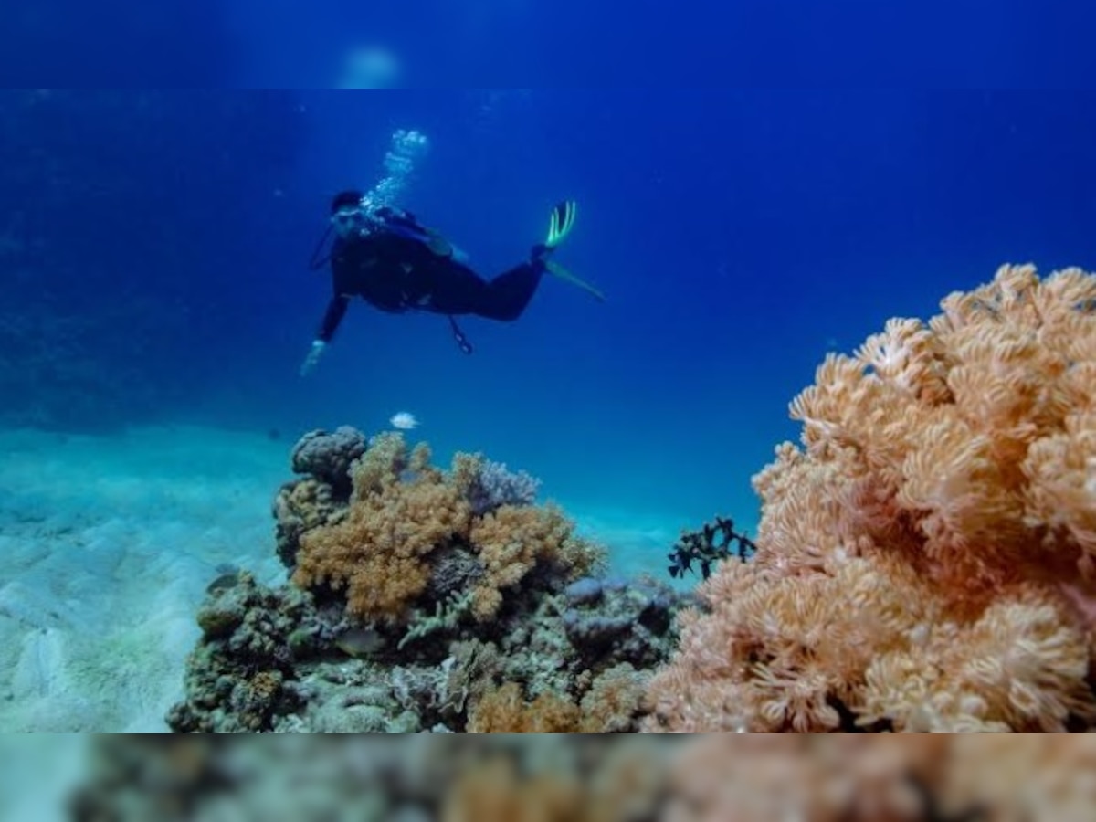 Check pic: Parineeti Chopra has a whale of a time scuba diving in the Great Barrier Reef