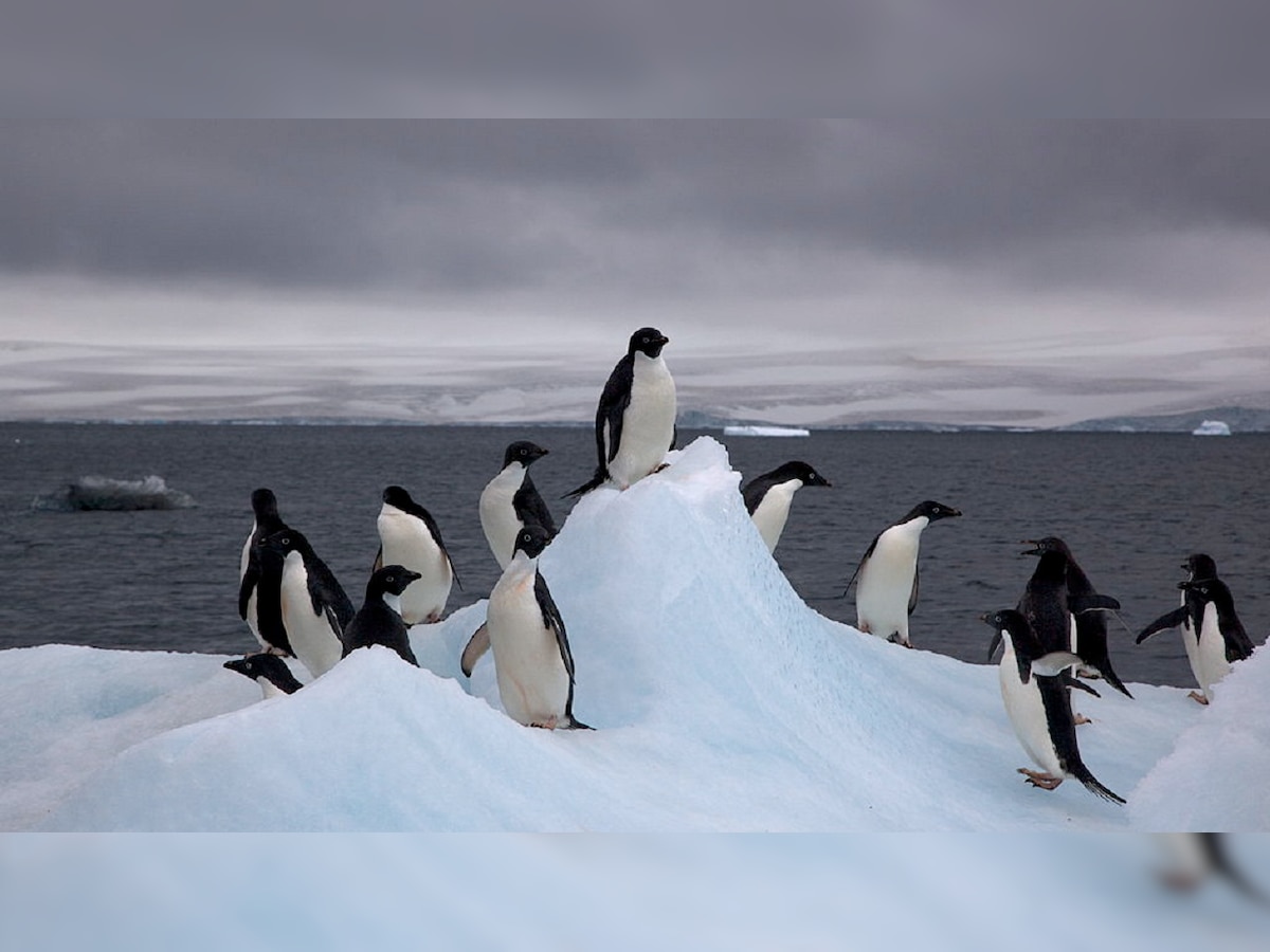 Warming Antarctic risks diet of Emperor Penguins