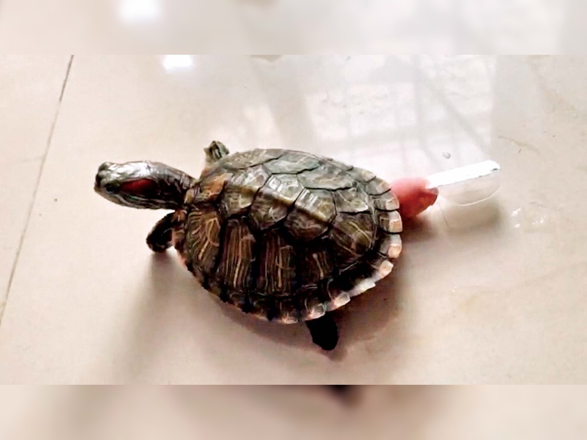 His pet turtle crippled in rat attack, Thane man gets artificial flippers for it