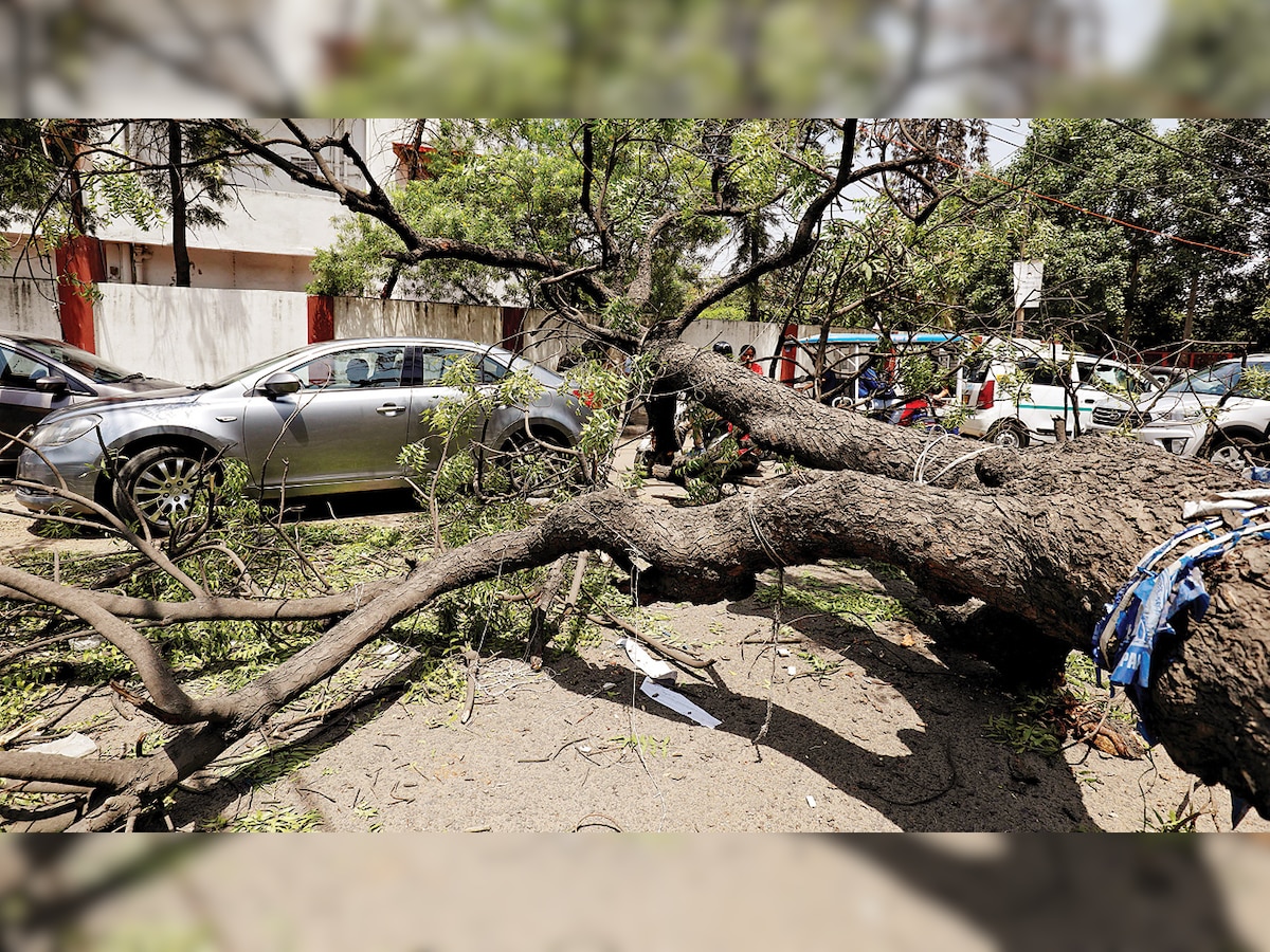 Storm wreaks havoc, uproots 17 trees across the National Capital