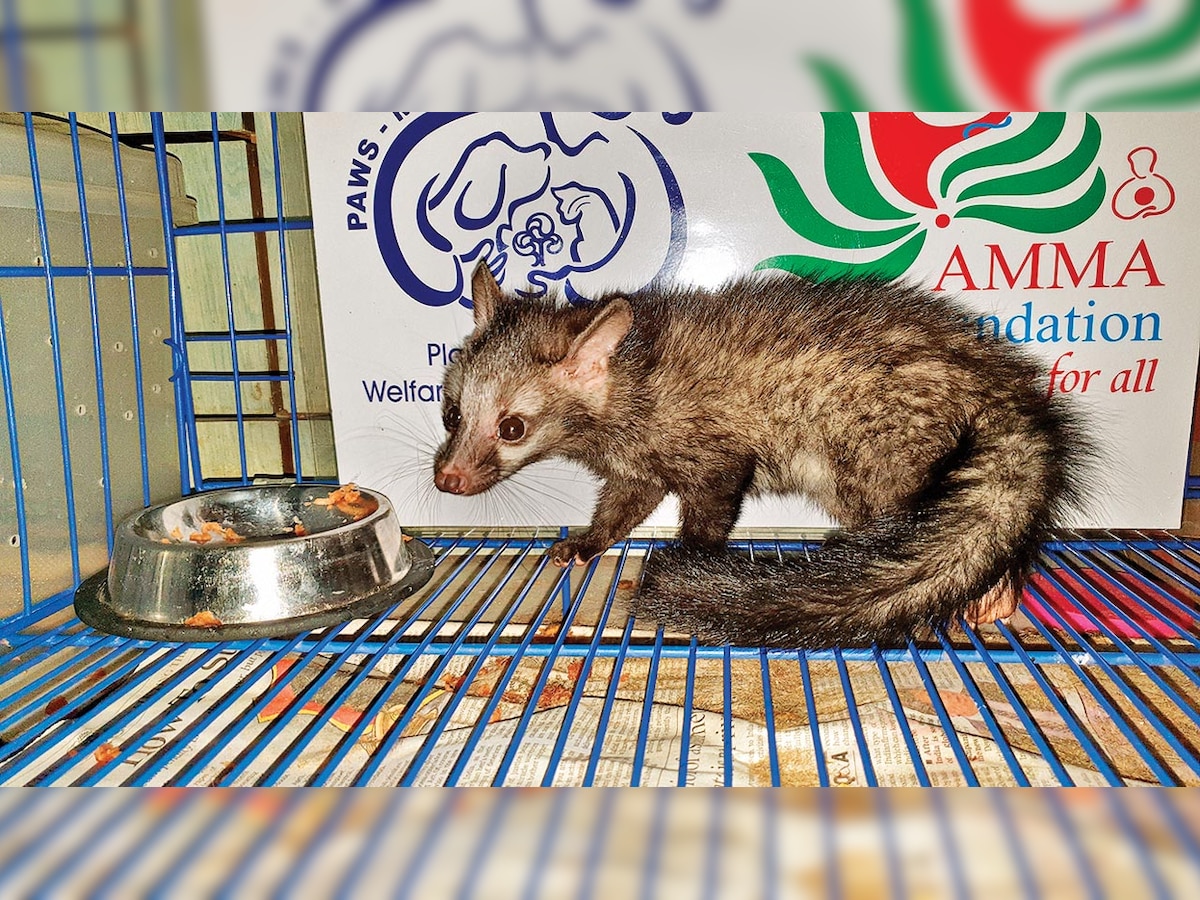 Asian palm civet rescued from Aarey milk colony