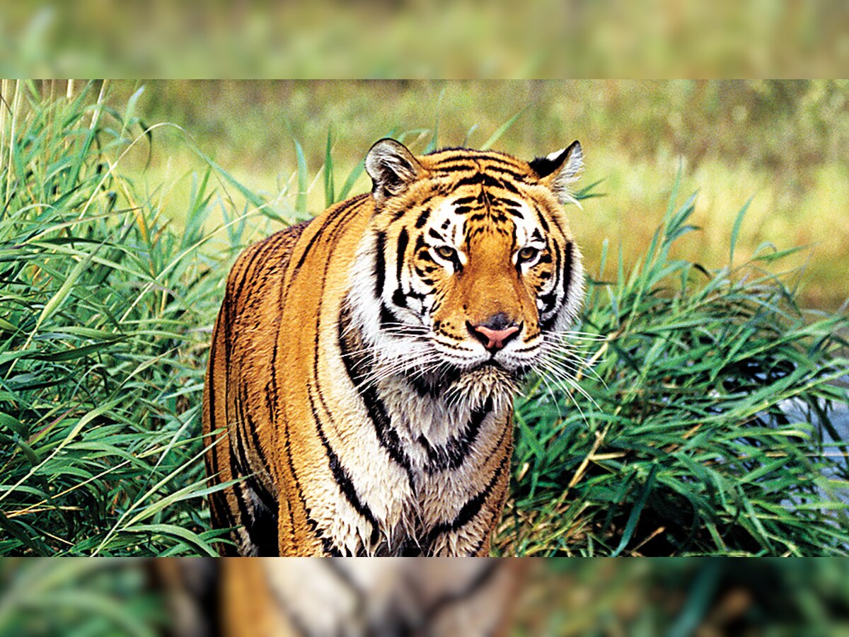 Annual census at Sariska Tiger Reserve begins