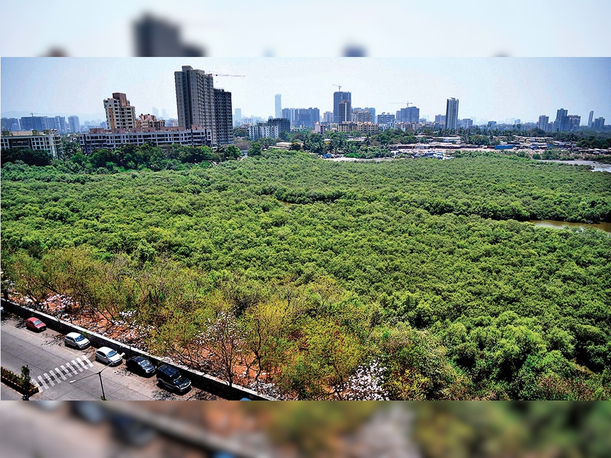 Bird enthusiasts, take a boat ride along the Dahisar mangroves