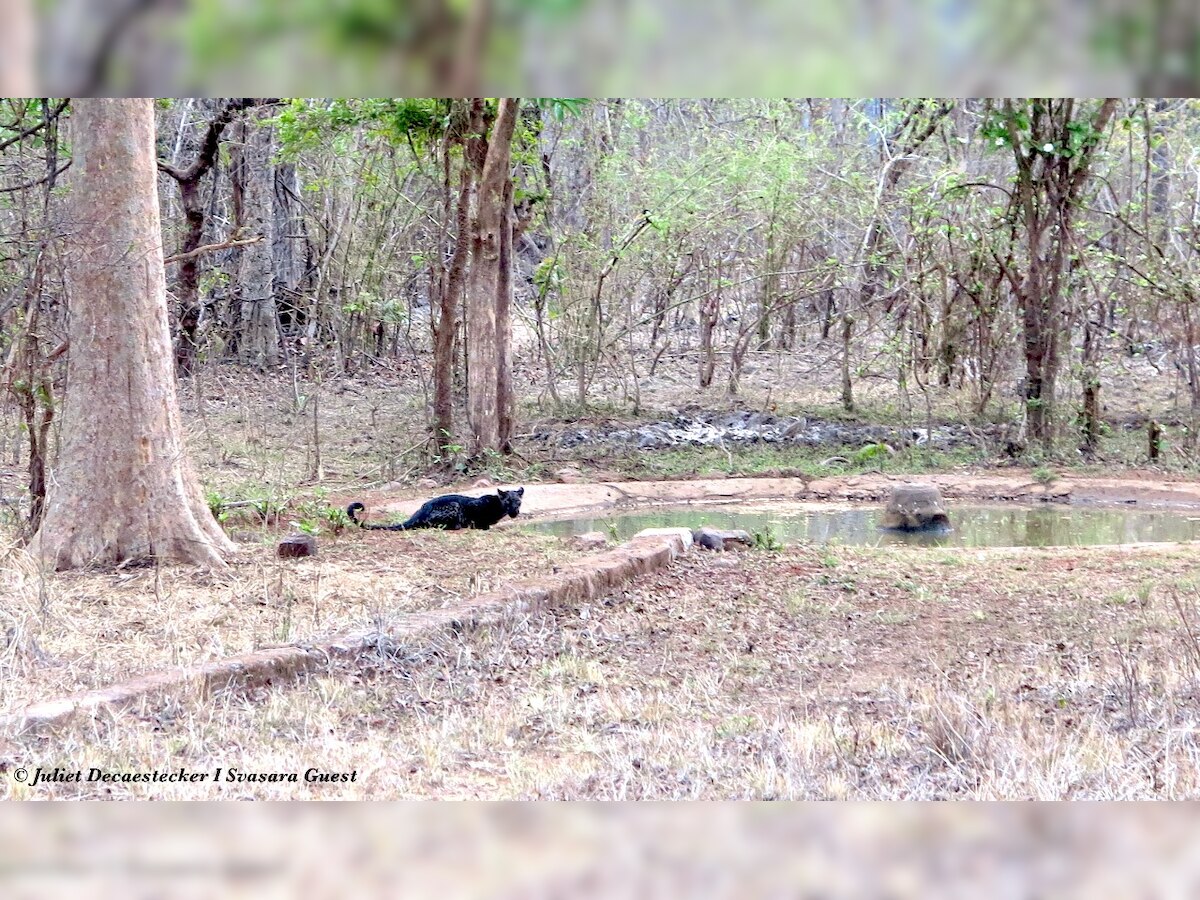 Tadoba forever: Rare black panther spotted at tiger reserve; wildlife enthusiasts go into frenzy