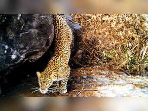 Five Sanjay Gandhi National Park leopards to be radio-collared for study